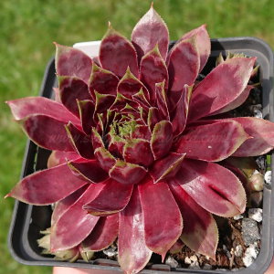 "Sempervivum 'Violet Flame' &ndash; eigene Z&uuml;chtung von Yvonne Rudolph (2021), Mutterpflanze: Sky Rockoon"