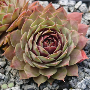 "Sempervivum 'Violet Flame' &ndash; eigene Z&uuml;chtung von Yvonne Rudolph (2021), Mutterpflanze: Sky Rockoon"