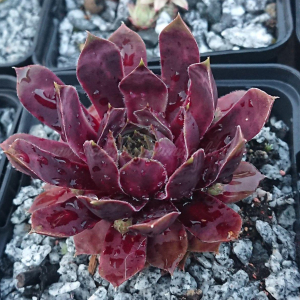 "Sempervivum 'Violet Flame' &ndash; eigene Z&uuml;chtung von Yvonne Rudolph (2021), Mutterpflanze: Sky Rockoon"