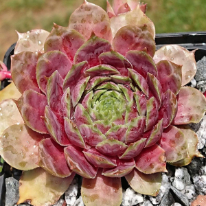 "Sempervivum 'Yucat&aacute;n' &ndash; eigene Z&uuml;chtung von Yvonne Rudolph (2021), Mutterpflanze: Sky Rockoon"