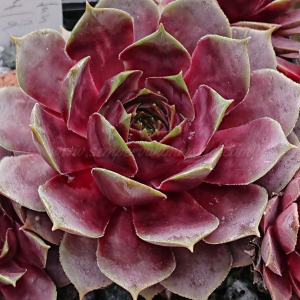 "Sempervivum 'Yucat&aacute;n' &ndash; eigene Z&uuml;chtung von Yvonne Rudolph (2021), Mutterpflanze: Sky Rockoon"