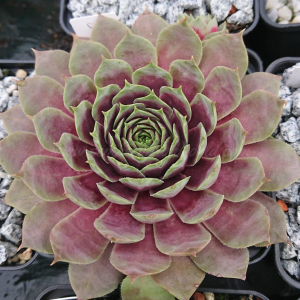 "Sempervivum 'Yucat&aacute;n' &ndash; eigene Z&uuml;chtung von Yvonne Rudolph (2021), Mutterpflanze: Sky Rockoon"
