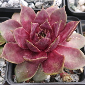 "Sempervivum 'Yucat&aacute;n' &ndash; eigene Z&uuml;chtung von Yvonne Rudolph (2021), Mutterpflanze: Sky Rockoon"