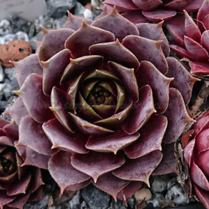 "Sempervivum 'Yucat&aacute;n' &ndash; eigene Z&uuml;chtung von Yvonne Rudolph (2021), Mutterpflanze: Sky Rockoon"
