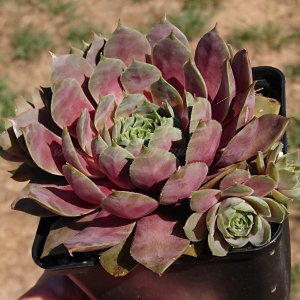 "Sempervivum 'Yucat&aacute;n' &ndash; eigene Z&uuml;chtung von Yvonne Rudolph (2021), Mutterpflanze: Sky Rockoon"