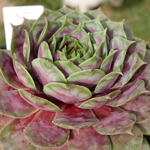 "Sempervivum 'Yucat&aacute;n' &ndash; eigene Z&uuml;chtung von Yvonne Rudolph (2021), Mutterpflanze: Sky Rockoon"