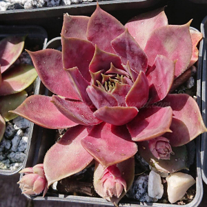 "Sempervivum 'Yucat&aacute;n' &ndash; eigene Z&uuml;chtung von Yvonne Rudolph (2021), Mutterpflanze: Sky Rockoon"