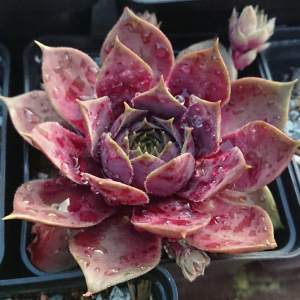 "Sempervivum 'Yucat&aacute;n' &ndash; eigene Z&uuml;chtung von Yvonne Rudolph (2021), Mutterpflanze: Sky Rockoon"