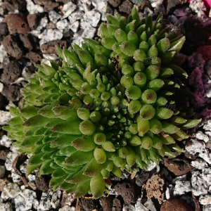 "Sempervivum 'Zumi' &ndash; eigene Z&uuml;chtung von Yvonne Rudolph (2022), Mutterpflanze: Moby Dick"