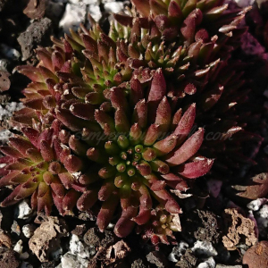 "Sempervivum 'Zumi' &ndash; eigene Z&uuml;chtung von Yvonne Rudolph (2022), Mutterpflanze: Moby Dick"