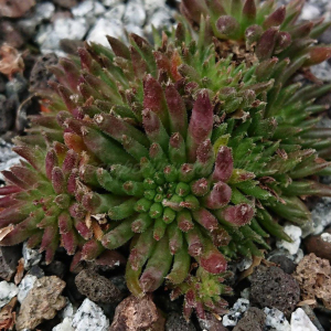 "Sempervivum 'Zumi' &ndash; eigene Z&uuml;chtung von Yvonne Rudolph (2022), Mutterpflanze: Moby Dick"