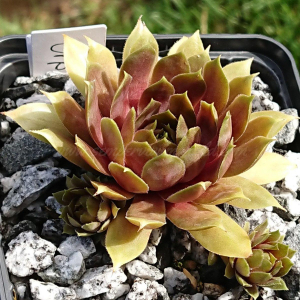 "Sempervivum 'Orpiment' &ndash; eigene Z&uuml;chtung von Yvonne Rudolph (2022), Mutterpflanze: Lotus"