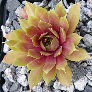 "Sempervivum 'Orpiment' &ndash; eigene Z&uuml;chtung von Yvonne Rudolph (2022), Mutterpflanze: Lotus"
