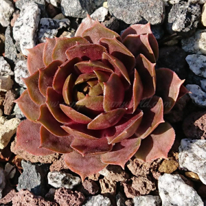 "Sempervivum 'Orpiment' &ndash; eigene Z&uuml;chtung von Yvonne Rudolph (2022), Mutterpflanze: Lotus"