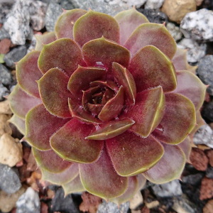 "Sempervivum 'Orpiment' &ndash; eigene Z&uuml;chtung von Yvonne Rudolph (2022), Mutterpflanze: Lotus"