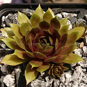 "Sempervivum 'Orpiment' &ndash; eigene Z&uuml;chtung von Yvonne Rudolph (2022), Mutterpflanze: Lotus"