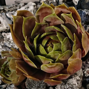"Sempervivum 'Orpiment' &ndash; eigene Z&uuml;chtung von Yvonne Rudolph (2022), Mutterpflanze: Lotus"