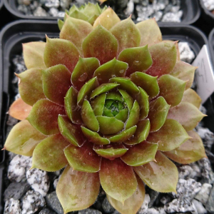 "Sempervivum 'Pummelfee' &ndash; eigene Z&uuml;chtung von Yvonne Rudolph (2022), Mutterpflanze: Lotus"