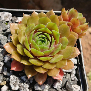 "Sempervivum 'Pummelfee' &ndash; eigene Z&uuml;chtung von Yvonne Rudolph (2022), Mutterpflanze: Lotus"