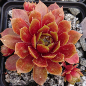 "Sempervivum 'Pummelfee' &ndash; eigene Z&uuml;chtung von Yvonne Rudolph (2022), Mutterpflanze: Lotus"