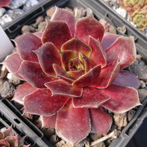 "Sempervivum 'Pummelfee' &ndash; eigene Z&uuml;chtung von Yvonne Rudolph (2022), Mutterpflanze: Lotus"