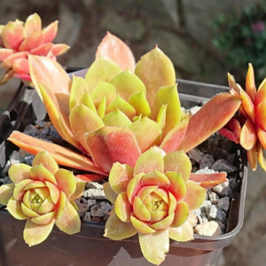 "Sempervivum 'Pummelfee' &ndash; eigene Z&uuml;chtung von Yvonne Rudolph (2022), Mutterpflanze: Lotus"