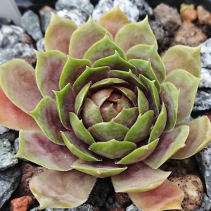 "Sempervivum 'Orpiment' &ndash; eigene Z&uuml;chtung von Yvonne Rudolph (2022), Mutterpflanze: Lotus"