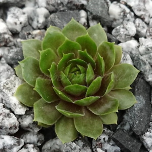 "Sempervivum 'Orpiment' &ndash; eigene Z&uuml;chtung von Yvonne Rudolph (2022), Mutterpflanze: Lotus"