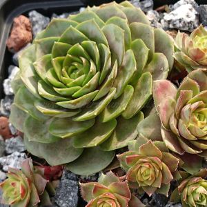 "Sempervivum 'Picky' &ndash; eigene Z&uuml;chtung von Yvonne Rudolph (2021), Mutterpflanze: Sky Rockoon"