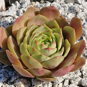 "Sempervivum 'Picky' &ndash; eigene Z&uuml;chtung von Yvonne Rudolph (2021), Mutterpflanze: Sky Rockoon"
