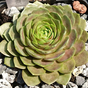"Sempervivum 'Picky' &ndash; eigene Z&uuml;chtung von Yvonne Rudolph (2021), Mutterpflanze: Sky Rockoon"