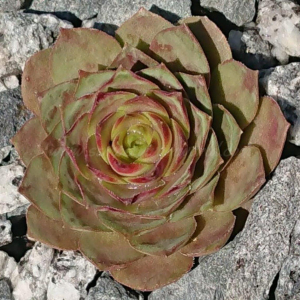 "Sempervivum 'Picky' &ndash; eigene Z&uuml;chtung von Yvonne Rudolph (2021), Mutterpflanze: Sky Rockoon"