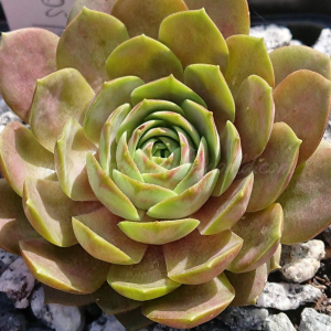 "Sempervivum 'Picky' &ndash; eigene Z&uuml;chtung von Yvonne Rudolph (2021), Mutterpflanze: Sky Rockoon"