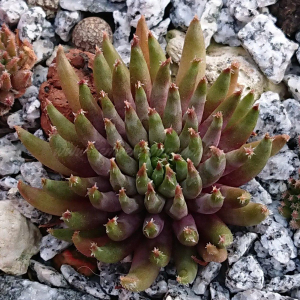 "Sempervivum 'Pierrot' &ndash; eigene Z&uuml;chtung von Yvonne Rudolph (2022), Mutterpflanze: Moby Dick"