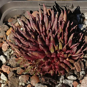 "Sempervivum 'Pierrot' &ndash; eigene Z&uuml;chtung von Yvonne Rudolph (2022), Mutterpflanze: Moby Dick"