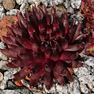 "Sempervivum 'Pierrot' &ndash; eigene Z&uuml;chtung von Yvonne Rudolph (2022), Mutterpflanze: Moby Dick"