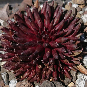 "Sempervivum 'Pierrot' &ndash; eigene Z&uuml;chtung von Yvonne Rudolph (2022), Mutterpflanze: Moby Dick"