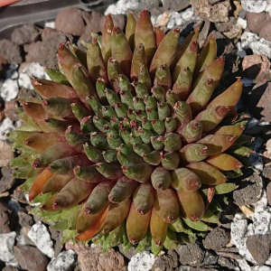 "Sempervivum 'Pierrot' &ndash; eigene Z&uuml;chtung von Yvonne Rudolph (2022), Mutterpflanze: Moby Dick"