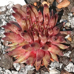 "Sempervivum 'Pierrot' &ndash; eigene Z&uuml;chtung von Yvonne Rudolph (2022), Mutterpflanze: Moby Dick"