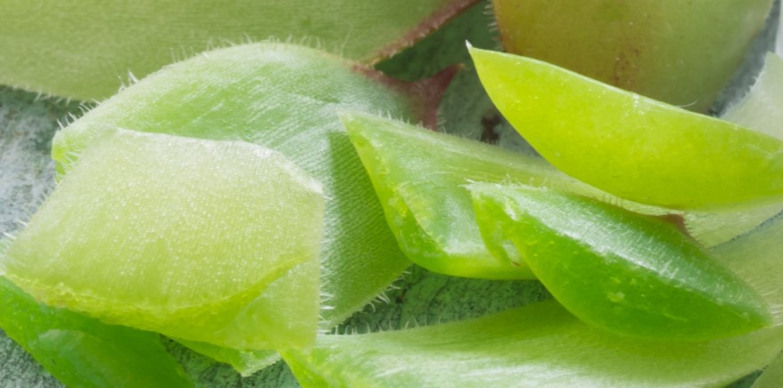 Hauswurz gegen Sonnenbrand & Verbrennungen