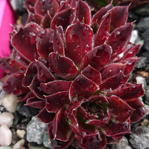 Korspel Spring Festival