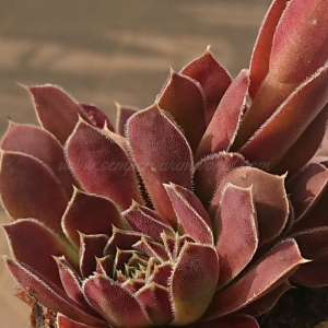 Korspelse Gipsy Rose