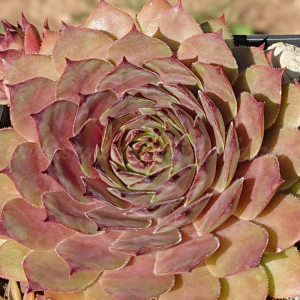 Angelique