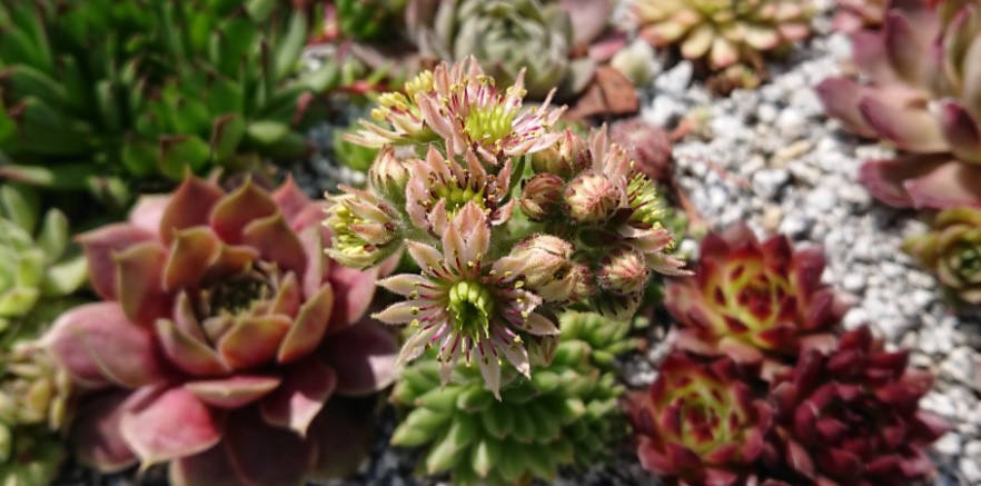 Sempervivum Schädlinge & Krankheiten – Erkennen & Bekämpfen