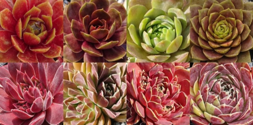 Sempervivum Liste