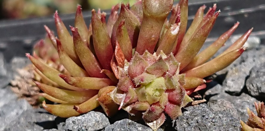 Sempervivum Sports: Die spannendsten Mutationen & bunte Abweichler