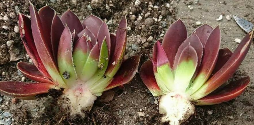 Rosette vierteln statt köpfen