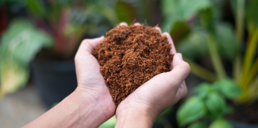 Kokoserde bei Sempervivum