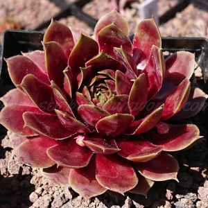 Roter Lotus