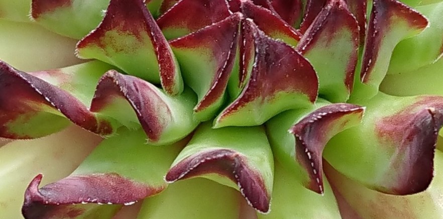 Valkyrie – Die trügerische Sukkulente